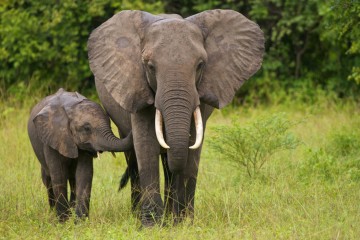 Ivory BAN Will Not be Enough to STOP Elephant Extinction in Our Lifetime